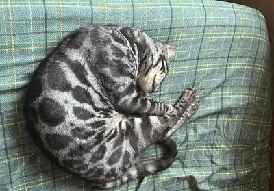 mèo bengal mầu đẹp và hiếm