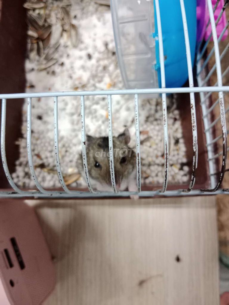 2 bé hamster 4 tháng tuổi