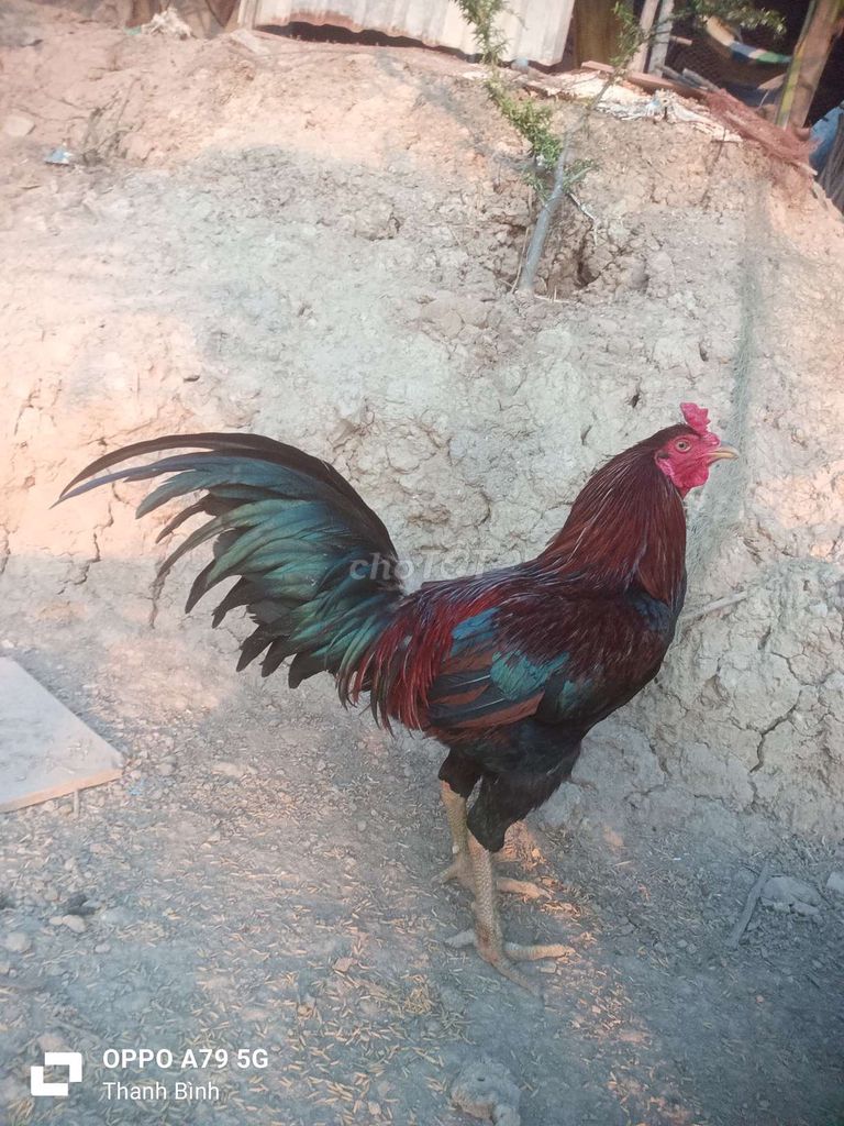 Gà chọi 3.1kg Đỏ đen Đực. Mua bán Gà tại Huyện Thanh Bình Đồng Tháp được đăng bởi T gà cỏ hình 1