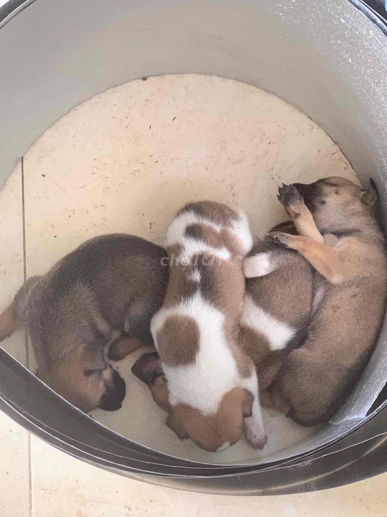 Chó cỏ Nâu trắng 4 con. Mua bán Chó tại Huyện Kế Sách Sóc Trăng được đăng bởi Trần Văn Ngoan hình 1