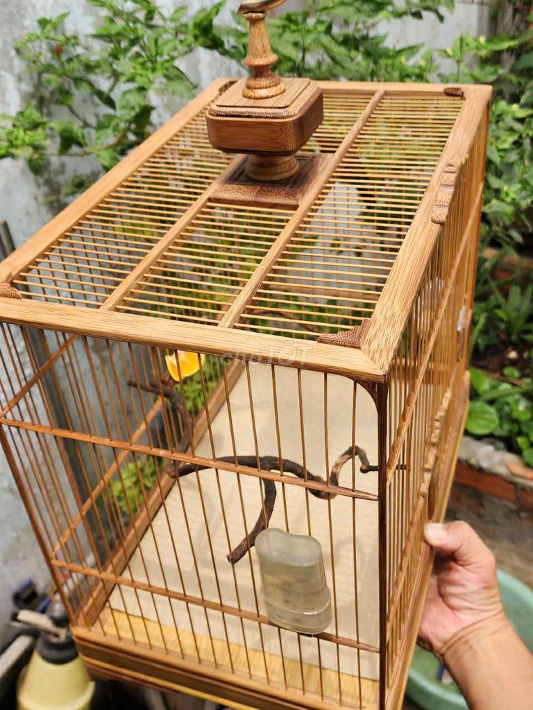 Hút mật 5 màu. Mua bán Chim tại Quận 12 Tp Hồ Chí Minh được đăng bởi gia khang hình 4