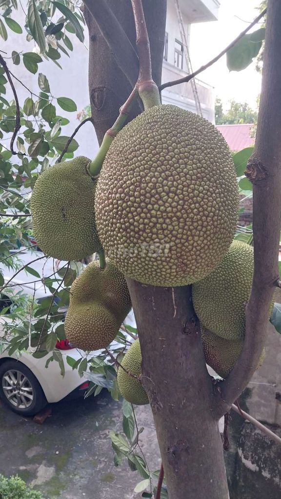 Mít Mật Sóc Sơn 5kg. Mua bán Đồ ăn, thực phẩm và các loại khác tại Quận Hoàng Mai Hà Nội được đăng bởi Nguyễn thị thu Thuỷ hình 1