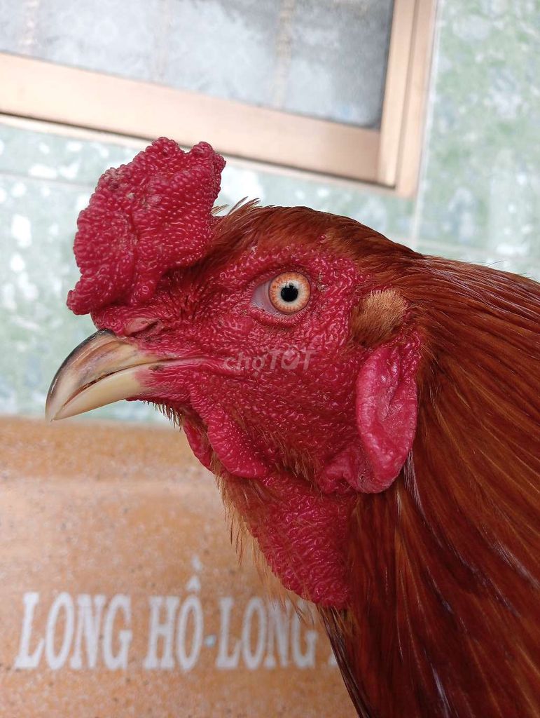 Gà Việt 3kg5. Mua bán Gà tại Huyện Châu Thành Long An được đăng bởi Long Farm hình 1