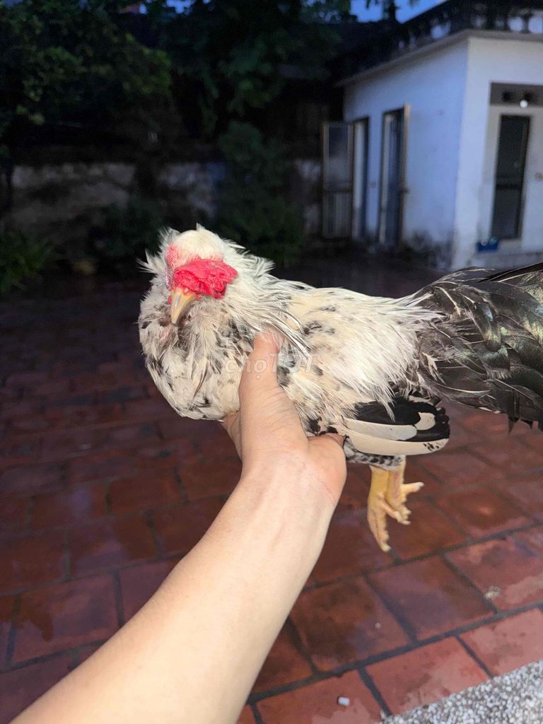 Gà cảnh Trống Mái Trắng Đen Khỏe mạnh. Mua bán Gà tại Huyện Đông Anh Hà Nội được đăng bởi Văn Đan  hình 1