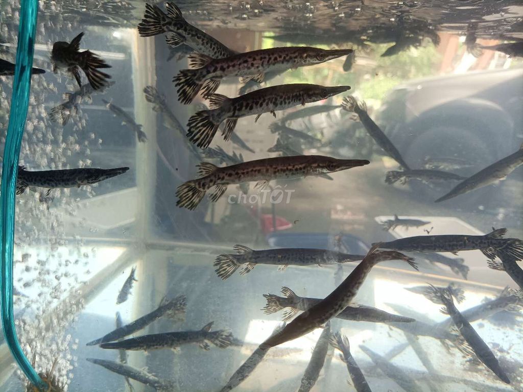 Sấu hoả tiễn 8-10cm