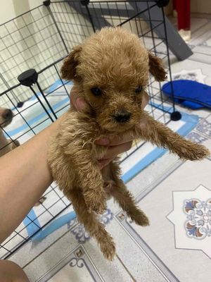 chó Poodle nâu đỏ, gần 2 tháng tuổi. Mua bán Chó tại Quận Liên Chiểu Đà Nẵng được đăng bởi Bé Heo