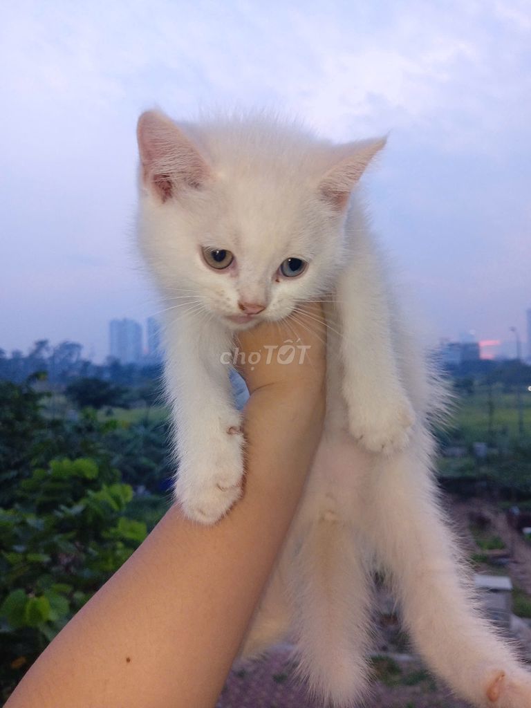 Giống mèo anh lông ngắn+ đực mắt 2 màu