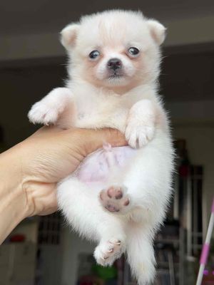 Chó phóc sóc lai nhật dễ thương