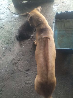 Bán chó phú quốc giống cái lưỡi đốm. Mua bán Chó tại Thị xã Tân Uyên Bình Dương được đăng bởi Phan truc