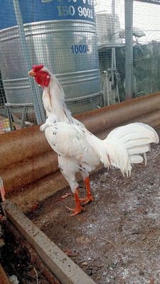 Bướm, thái mỹ Peru, gà mùa 2. Mua bán Gà tại Huyện Hóc Môn Tp Hồ Chí Minh được đăng bởi Nguyễn Vũ 