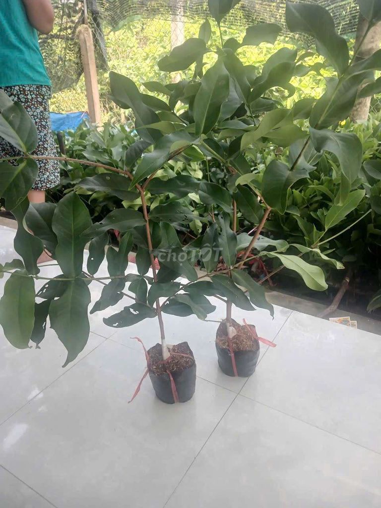 Cây giống Mận hồng MST. Mua bán Đồ chuyên dụng, Giống nuôi trồng tại Huyện Mỏ Cày Bắc Bến Tre được đăng bởi van chuyen hình 1