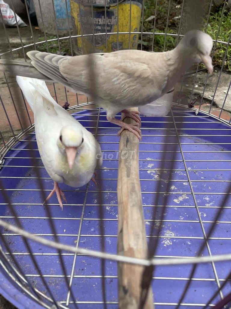 Chim vú nhật Trắng Nâu nhạt Đôi. Mua bán Chim tại Huyện Đông Anh Hà Nội được đăng bởi Duy Hưng hình 1