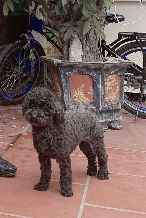 Chó Poodle Cái Đen xám 4 tuổi Thuần chủng. Mua bán Chó tại Quận Bắc Từ Liêm Hà Nội được đăng bởi Nga moon  hình 1