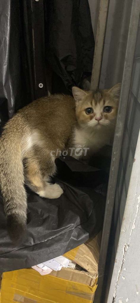 Mèo Anh lông ngắn Vàng 3-7 tháng tuổi thân thiện. Mua bán Mèo tại Thành phố Thủ Đức Tp Hồ Chí Minh được đăng bởi Zoldyck Solomon hình 1
