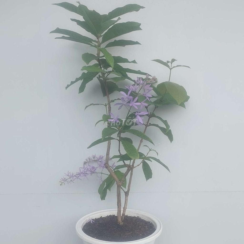 Hoa Mai xanh dáng bonsai