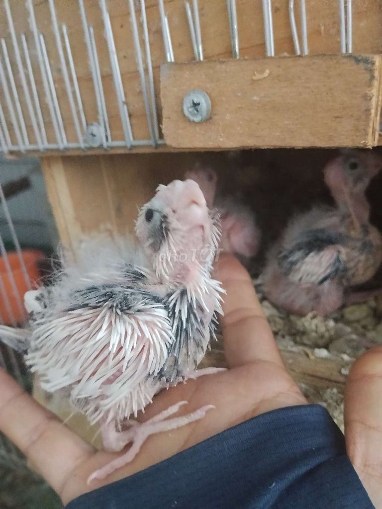 Chim Vẹt Cockatiel Trắng xám Non. Mua bán Chim tại Quận Liên Chiểu Đà Nẵng được đăng bởi Thai Hoa hình 1