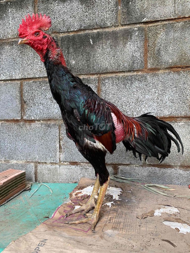 Gà chọi Đen Đỏ Đực 2.9kg. Mua bán Gà tại Thành phố Thuận An Bình Dương được đăng bởi Quang Quân hình 1