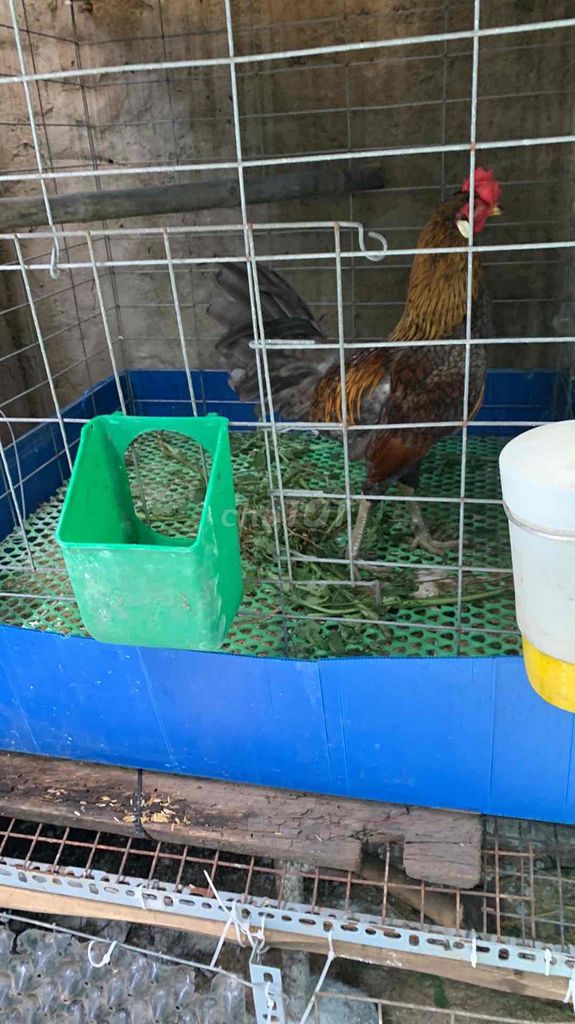 Gà Asil trống Nâu Đen chưa đá. Mua bán Gà tại Thành phố Dĩ An Bình Dương được đăng bởi Nguyendat hình 1