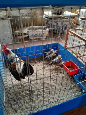 Gà con Chuối trắng 40 ngày tuổi