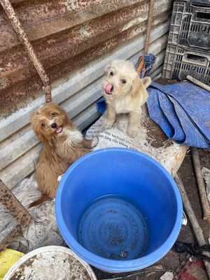 gđ cần bán đàn chó. Mua bán Chó tại Huyện Gia Lâm Hà Nội được đăng bởi Trần điện