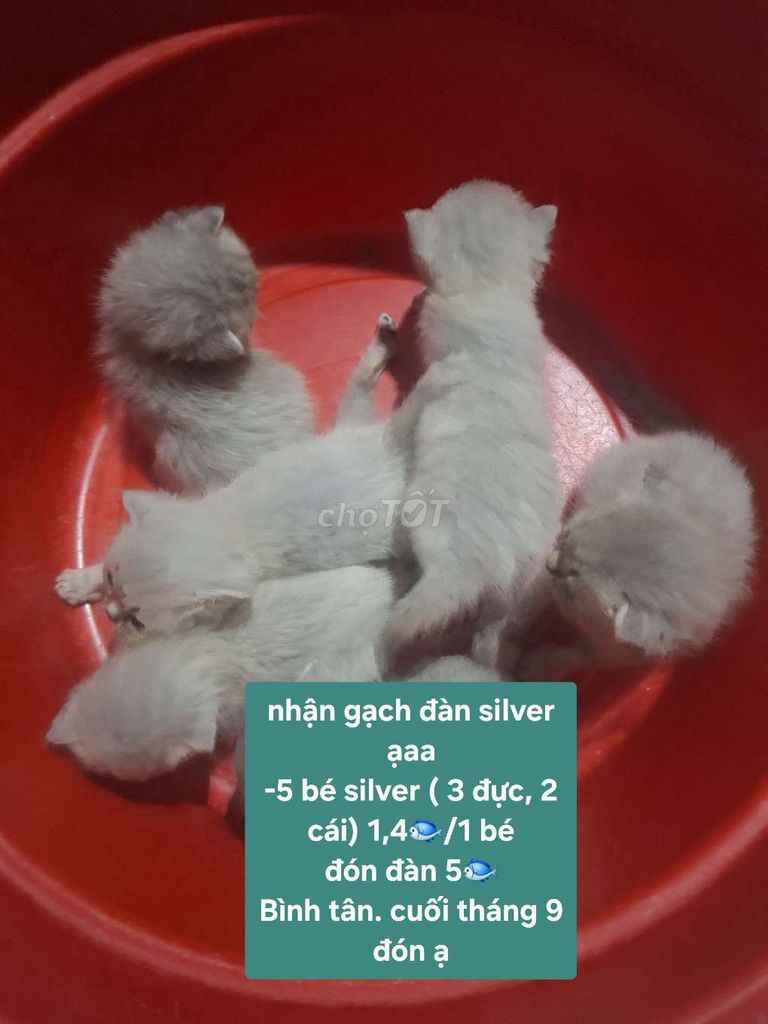 Mèo ALN ALD Đực Cái Xám Silver Tam thể. Mua bán Mèo tại Quận Bình Tân Tp Hồ Chí Minh được đăng bởi Petmeomeo hình 1