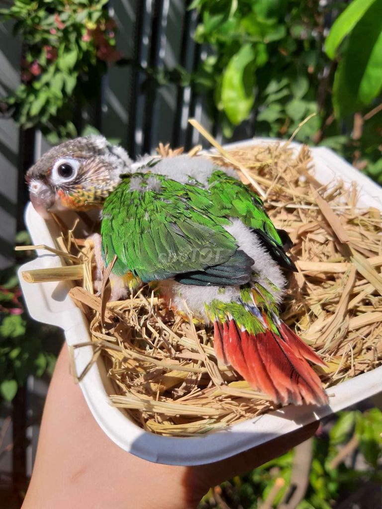 Vẹt Greencheck baby Xanh lá Đỏ Trắng. Mua bán Chim tại Quận Gò Vấp Tp Hồ Chí Minh được đăng bởi Bao Bao hình 1