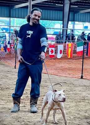 Pitbull thuần chủng bố nhập Mỹ 3.5 tháng