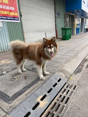 Chó Alaska đực 2 tuổi
