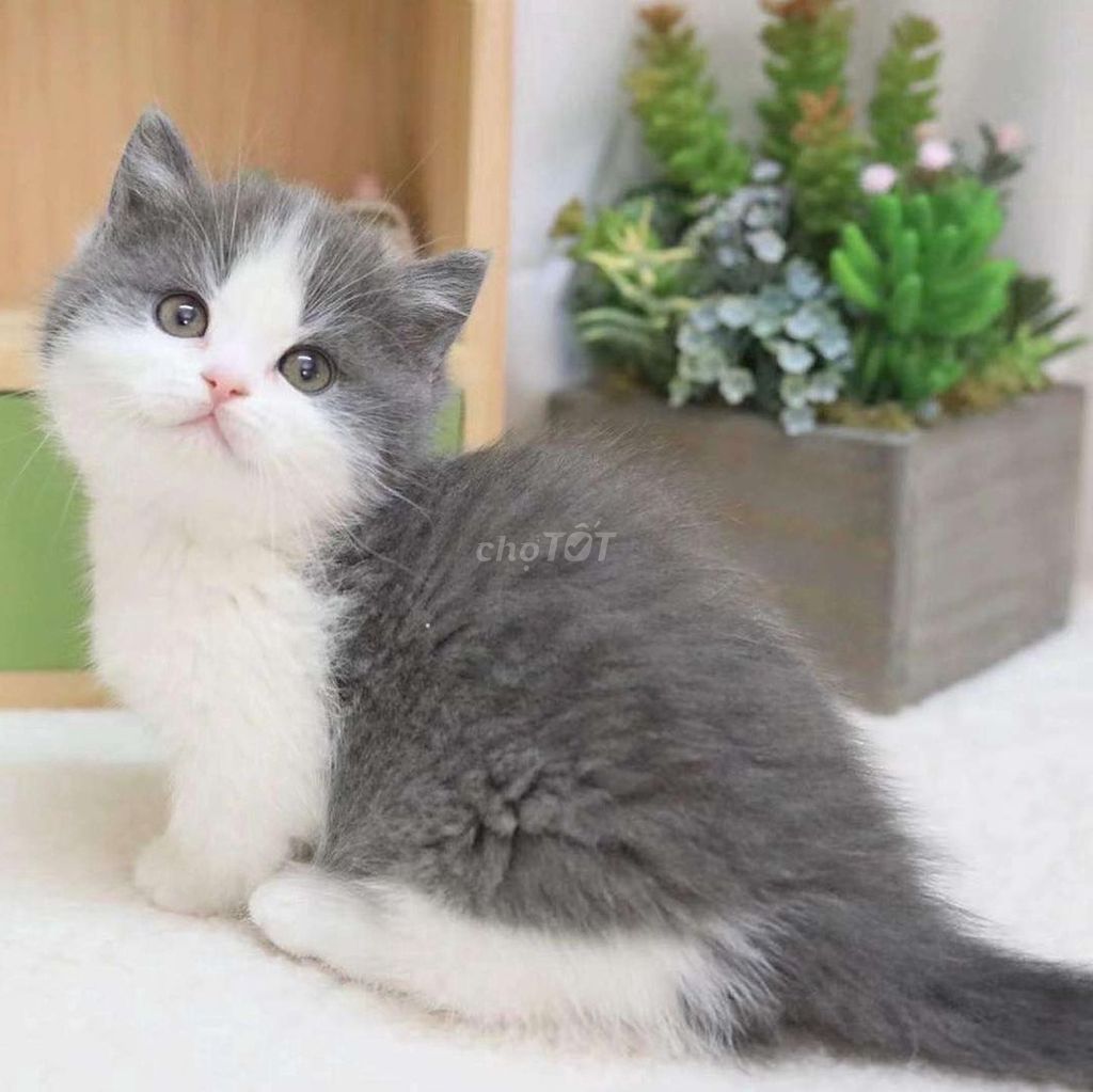 Munchkin chân ngắn Bicolor. Mua bán Mèo tại Quận 1 Tp Hồ Chí Minh được đăng bởi O PET  Thế Giới Thú Cưng hình 1