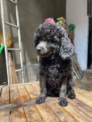 Chó Poodle đen đực 4 tháng