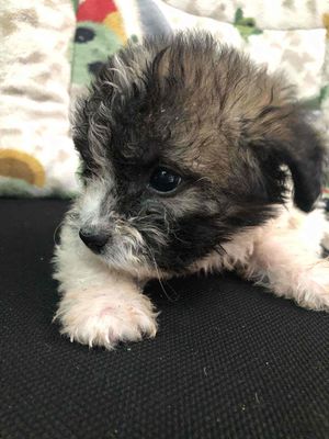 Bán Chó Nhật Lai Poodle. Mua bán Chó tại Quận Bình Thạnh Tp Hồ Chí Minh được đăng bởi Tuyết Nhi