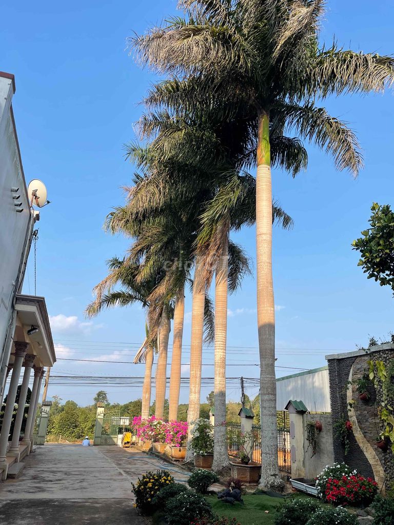 Cho Cây cảnh Cau vua 6 cây. Mua bán Cây cảnh, đồ trang trí tại Huyện Xuân Lộc Đồng Nai được đăng bởi KIM Đào hình 1