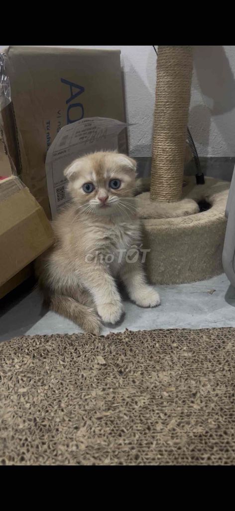 Mèo anh ngắn cụp. Mua bán Mèo tại Quận Bắc Từ Liêm Hà Nội được đăng bởi  Thành Đỗ hình 1