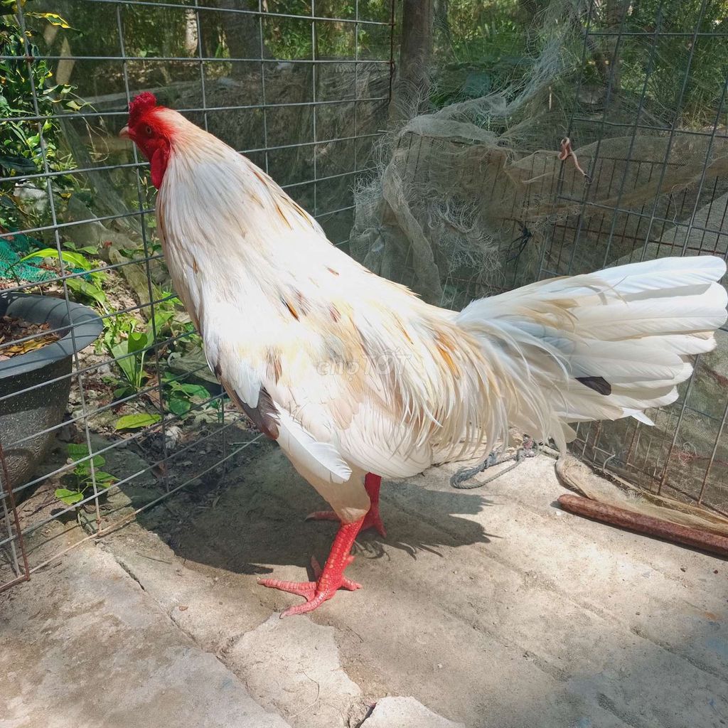 bướm siu mỹ 3kg1 .. Mua bán Gà tại Huyện Thạnh Phú Bến Tre được đăng bởi Gà Bến Tre hình 1