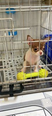 Chó Chihuahua đực bò sô