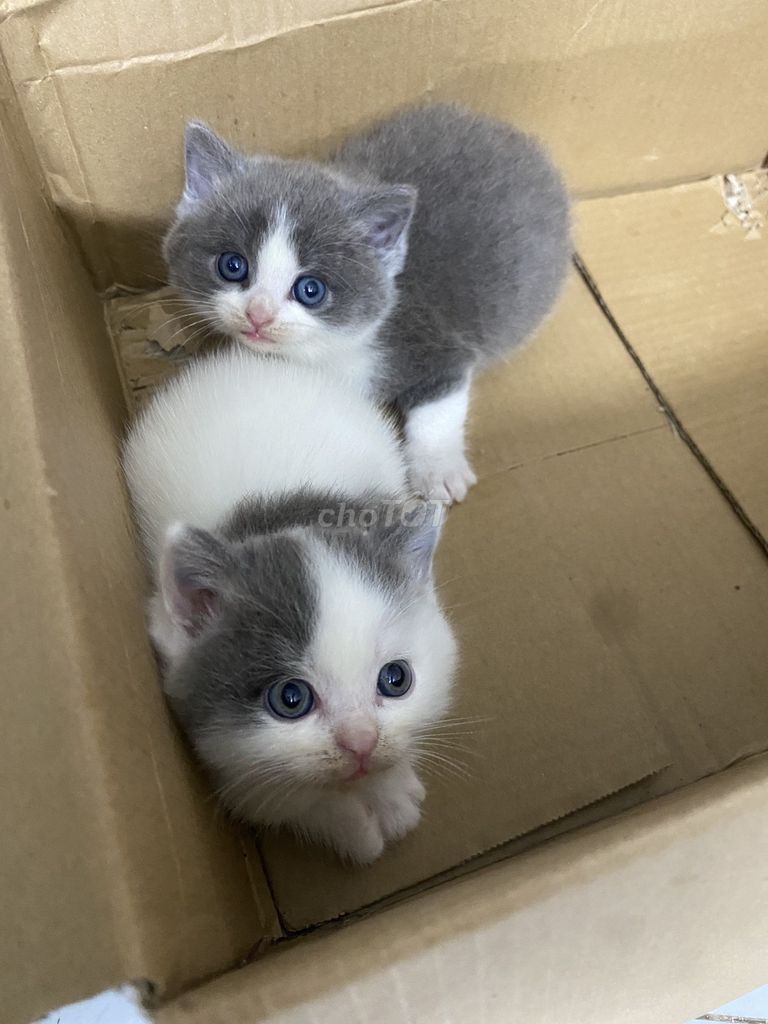 Mèo anh lông ngắn. Mua bán Mèo tại Quận Cầu Giấy Hà Nội được đăng bởi Boo Pet Family hình 1