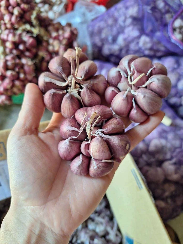 Tỏi tím Hà Nội . Mua bán Đồ ăn, thực phẩm và các loại khác tại Huyện Châu Thành Trà Vinh được đăng bởi Minh hình 1