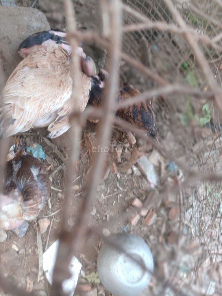 Gà nhiều màu 1kg  con. Mua bán Gà tại Quận Cẩm Lệ Đà Nẵng được đăng bởi Tuân hình 1