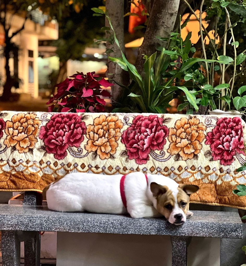 Chó Bull Pháp thuần đực 10 tháng. Mua bán Chó tại Thành phố Nha Trang Khánh Hòa được đăng bởi Hoàng Minh hình 1