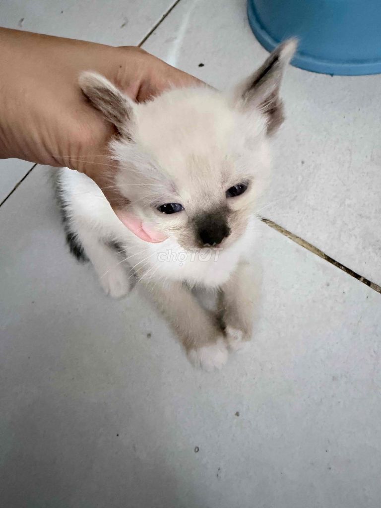 Mèo con 1 tháng tuổi. Mua bán Mèo tại Huyện Nhà Bè Tp Hồ Chí Minh được đăng bởi Tran Thanh hình 1