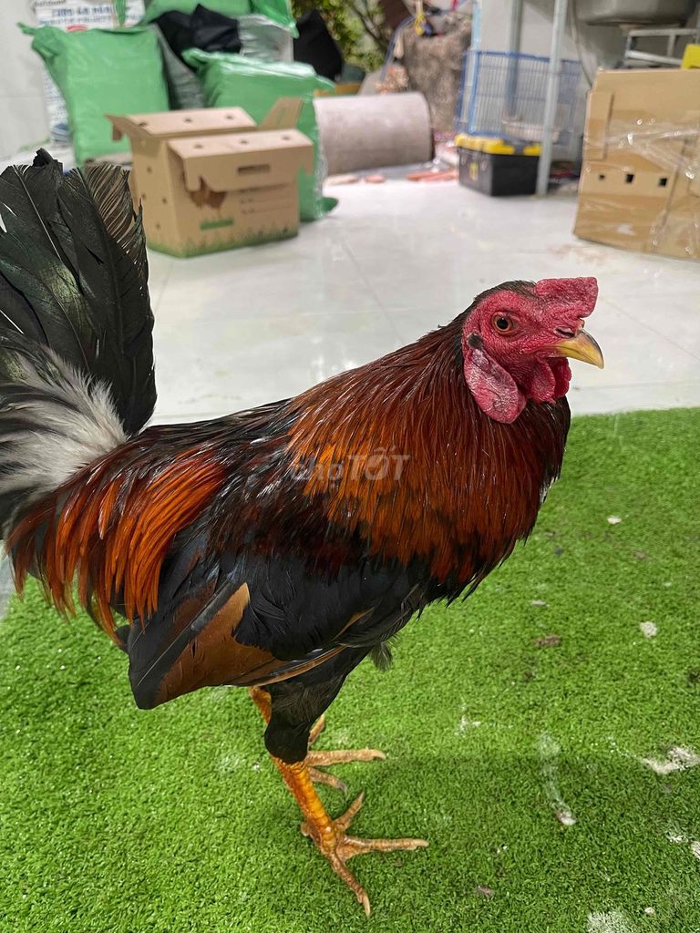 Gà chọi Nâu đen 1.5kg. Mua bán Gà tại Quận Bình Tân Tp Hồ Chí Minh được đăng bởi Lê Chí Kiệt hình 1
