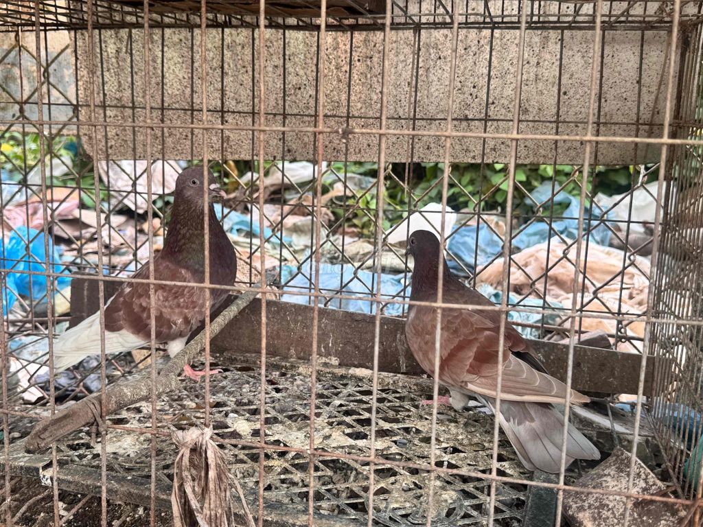 Chim bồ câu sinh sản cả hai. Mua bán Chim tại Quận Bình Thuỷ Cần Thơ được đăng bởi Jezlee hình 1