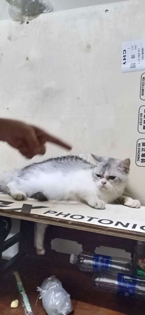 Mèo Cái Trắng xám 10 tháng tuổi. Mua bán Mèo tại Quận Bình Thạnh Tp Hồ Chí Minh được đăng bởi Dương Huỳnh Minh Quân hình 1