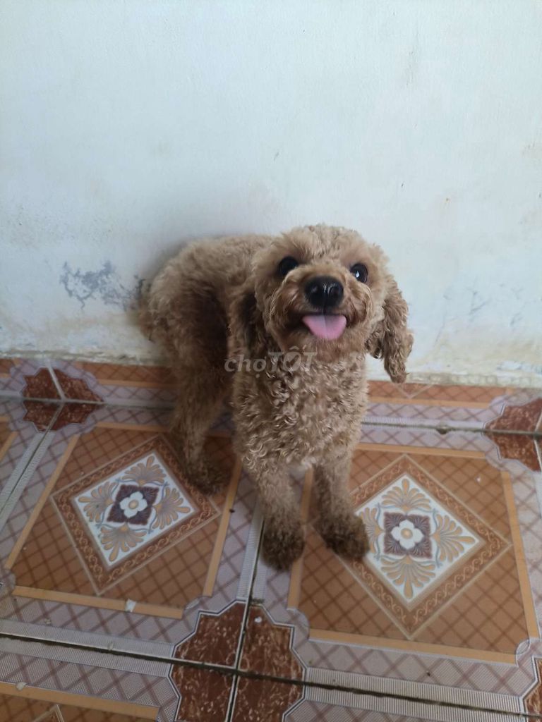 Poodle đực, hơn 1 tuổi. Mua bán Chó tại Quận Hải Châu Đà Nẵng được đăng bởi Vo Lam hình 3
