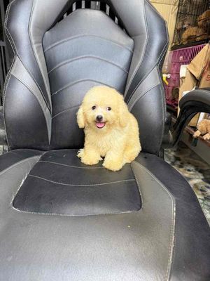 Chó Poodle cái 3 tháng Vàng kem. Mua bán Chó tại Thị xã Tân Uyên Bình Dương được đăng bởi tùng 