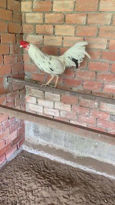 Gà tre nòi đẽn thanh lý. Mua bán Gà tại Huyện Bình Chánh Tp Hồ Chí Minh được đăng bởi Nguyễn Nam