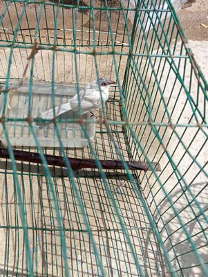 Chào mào mái xám trắng,bộ hút mật 5 màu,rồng nammy. Mua bán Chim tại Huyện Bình Chánh Tp Hồ Chí Minh được đăng bởi Thành Ban