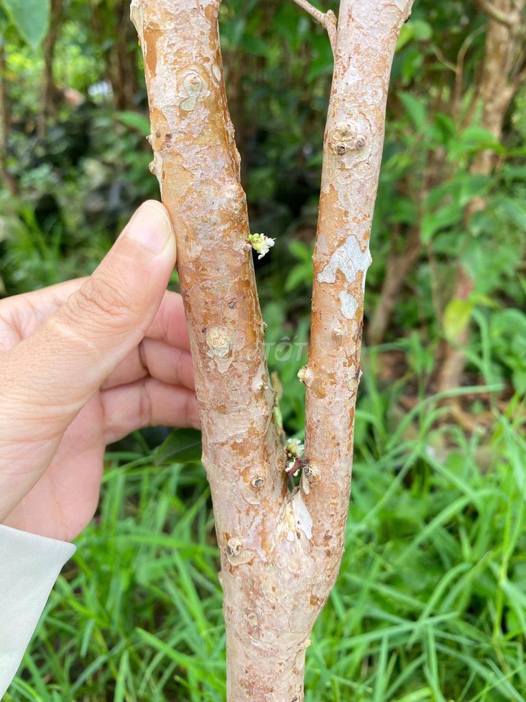 Cây Nho thân gỗ Lá lớn đk gốc 1,5 - 2 cm. Mua bán Đồ chuyên dụng, Giống nuôi trồng tại Huyện Gia Lâm Hà Nội được đăng bởi Cây Giống Kinh Tế hình 1