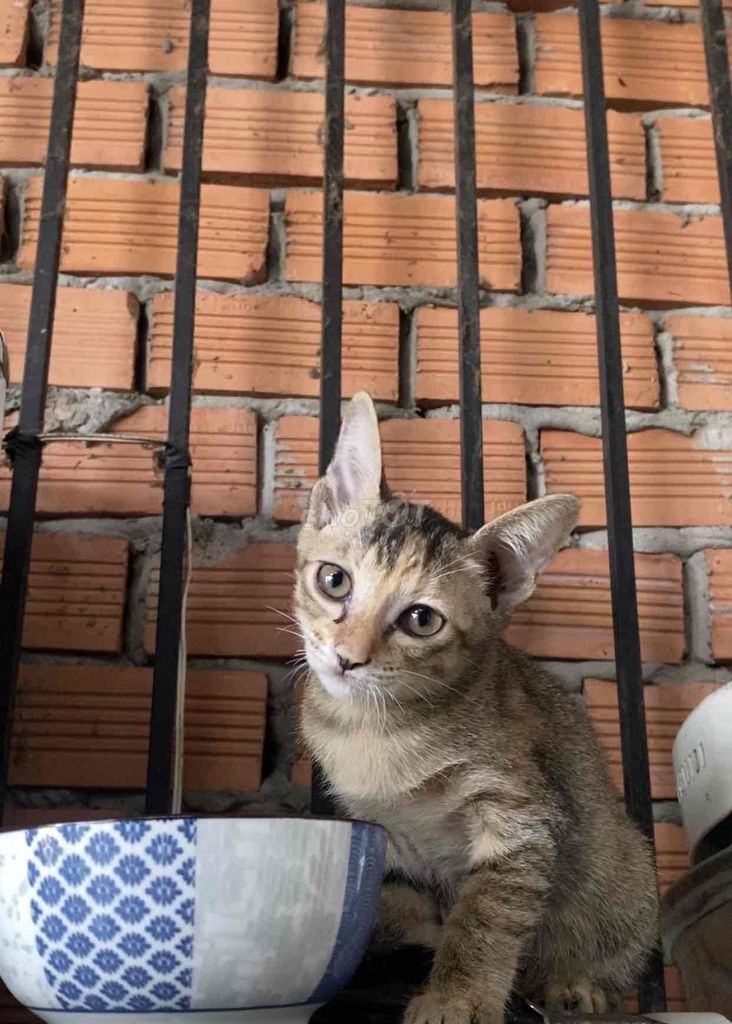 Mèo tam thể cái 3 tháng. Mua bán Mèo tại Quận 7 Tp Hồ Chí Minh được đăng bởi Yến Nhi hình 1