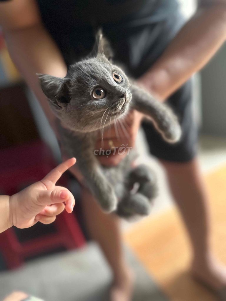 Mèo Anh Lông Ngắn. Mua bán Mèo tại Huyện Long Điền Bà Rịa - Vũng Tàu được đăng bởi tuấn hình 1